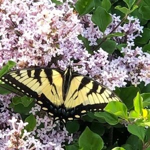 Meet your Posher, Lana